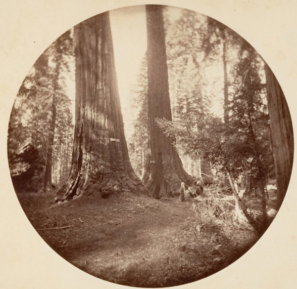 Old Dominium and Uncle Tom's Tavern. Calaveras Grove, ca. 1878.