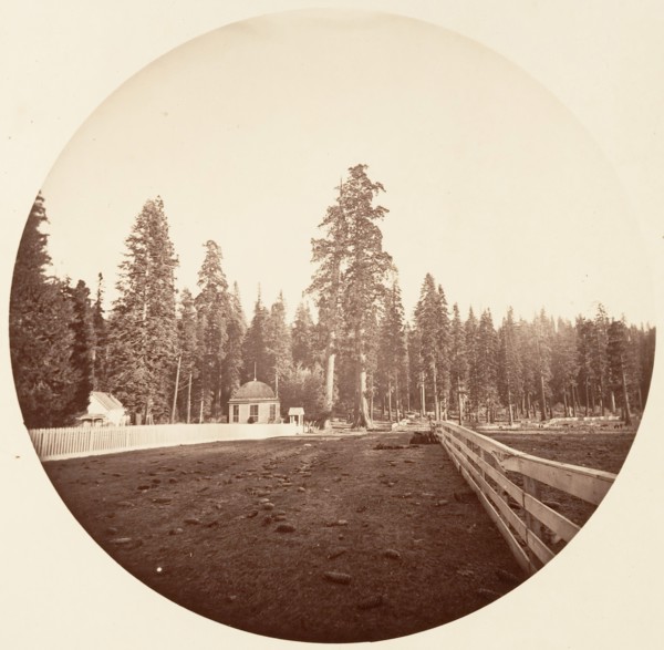 The Sentinels. C. Grove, ca. 1878.