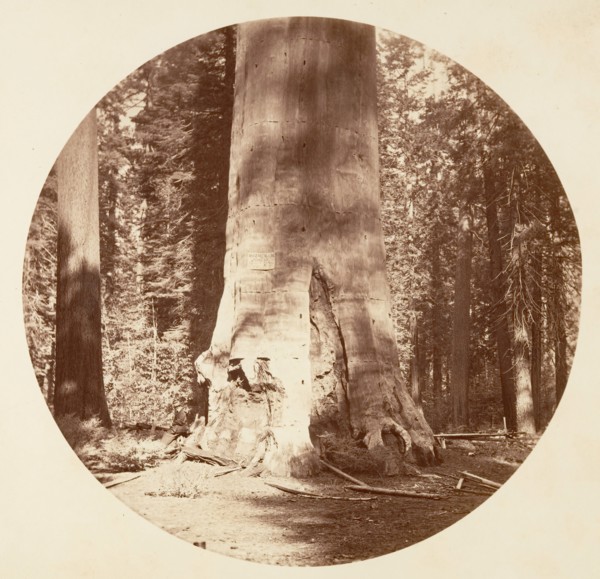 The Mother of the Forest - Calaveras Grove, ca. 1878.