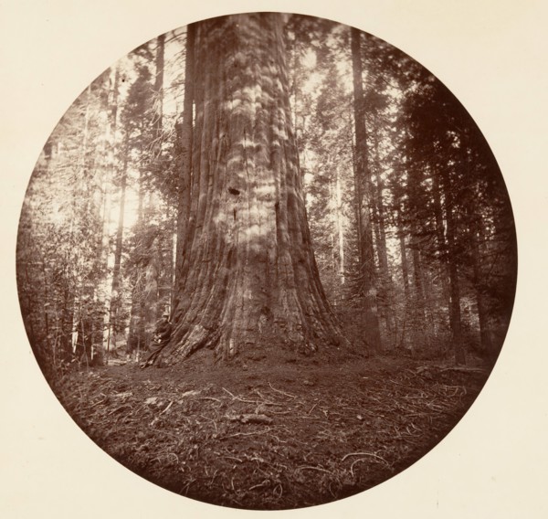 Empire State. C. Grove, ca. 1878.