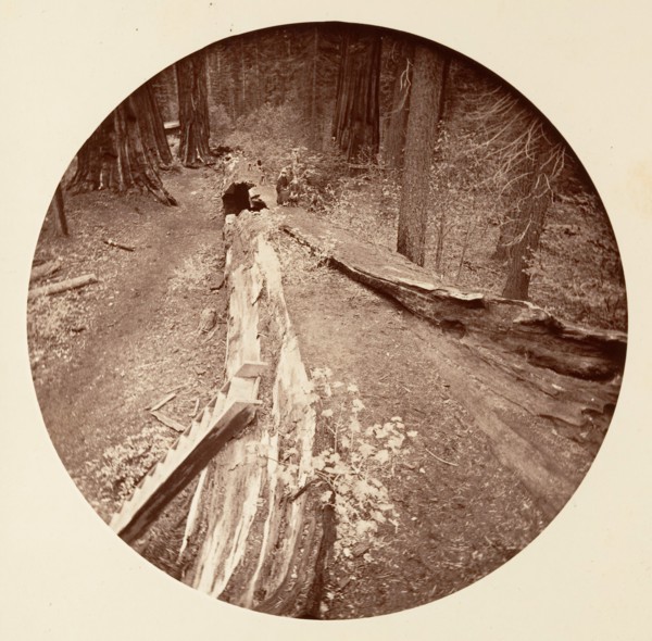 The Father of the Forest 450 Ft Long, C. Grove, ca. 1878.