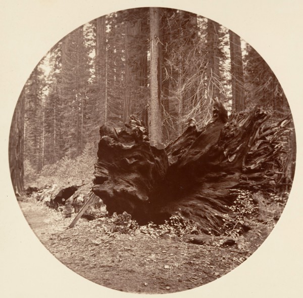 The Father of the Forest 450 ft C. Grove, ca. 1878.