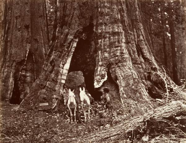 The Tripod, 94 feet circumference, 1865-66, printed ca. 1876.