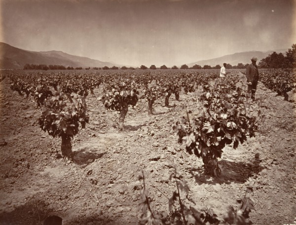 Vineyard of Camulos Ranch, 1876, printed ca. 1876.