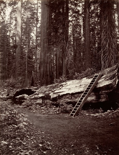 Father of the Forest, 1865-66, printed ca. 1876.