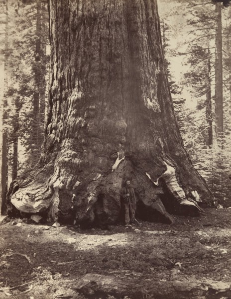 Section of the Grizzly Giant with Galen Clark, Mariposa Grove, Yosemite, 1865-66, printed ca. 1876.