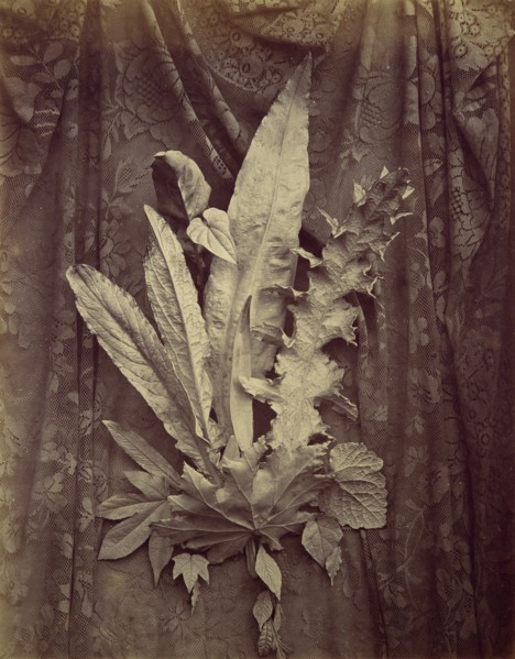 [Study of Leaves on a Background of Floral Lace], 1864.