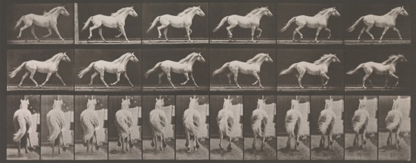 Animal Locomotion. An Electro-Photographic Investigation of Consecutive Phases of Animal Movements. Commenced 1872 - Completed 1885. Volume IX, Horses, 1880s.