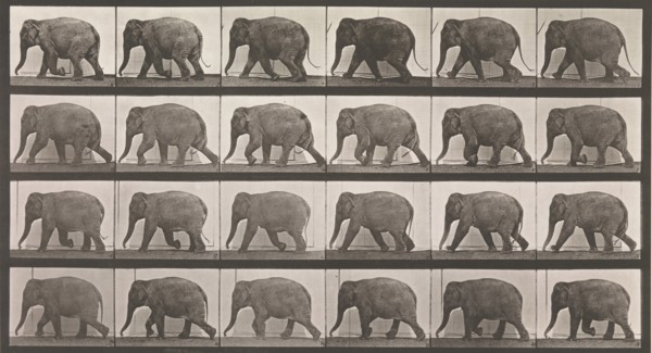 Animal Locomotion. An Electro-Photographic Investigation of Consecutive Phases of Animal Movements. Commenced 1872 - Completed 1885. Volume XI, Wild Animals and Birds, 1880s.