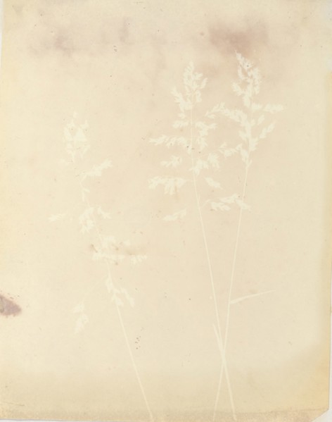 Graminacea, 1839-40.