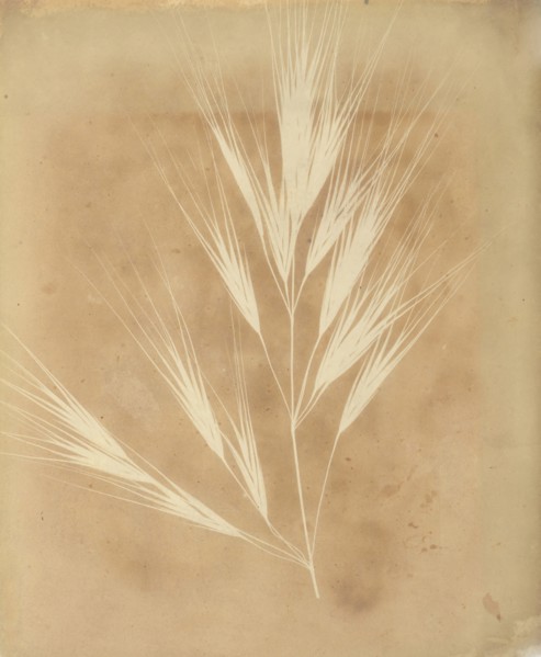 Bromus Maximus, Genoa, 1839.