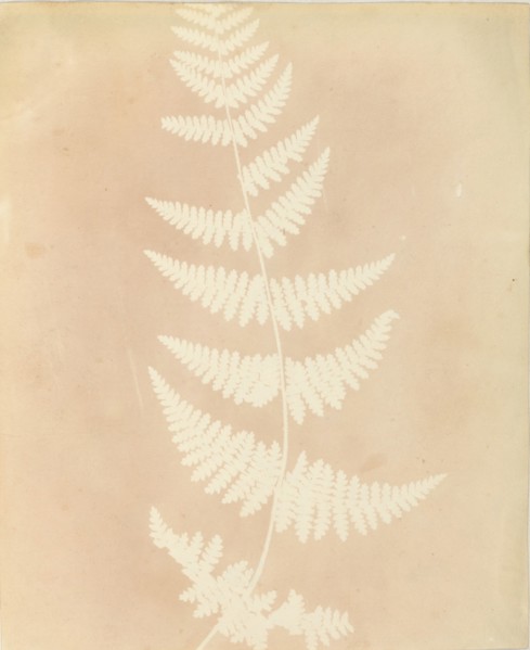 Felce, 1839.