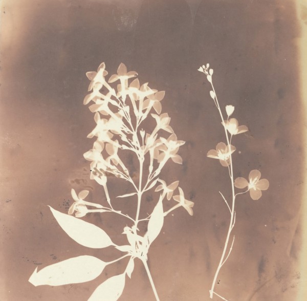 1. Cestrum Parqui. 2. Fiora di una tetradinama., 1839.