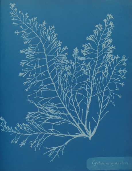 Cystoseira granulata, ca. 1853.