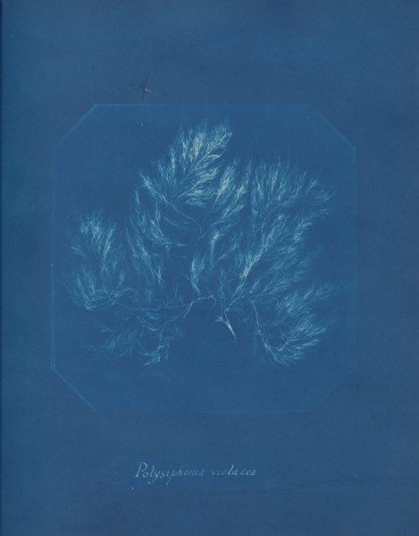Polysiphonia violacea, ca. 1853.