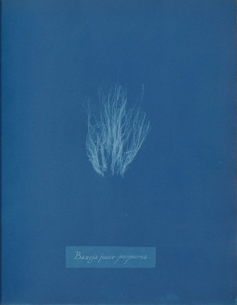 Bangia fusco-purpurea, ca. 1853.