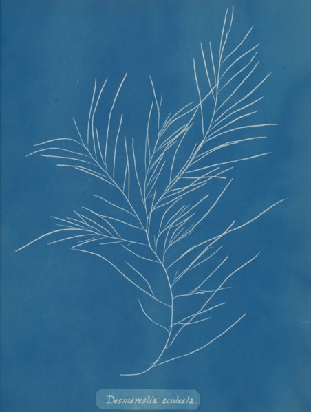 Desmarestia aculeata, ca. 1853.