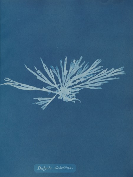 Dictyota dichotoma, ca. 1853.