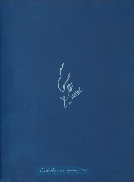 Cladostephus spongiosus, ca. 1853.