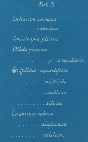 Part IX, from Photographs of British Algae: Cyanotype Impressions, ca. 1853.