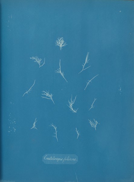 Grateloupia filicina, ca. 1853.