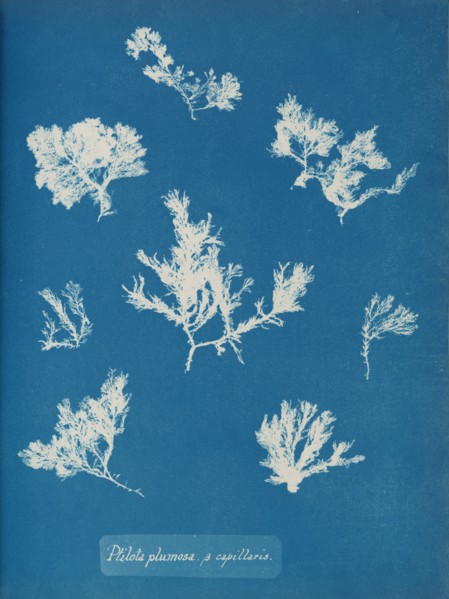 Ptilota plumosa. ß capillaris, ca. 1853.