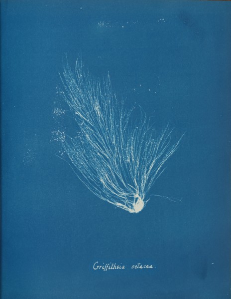 Griffithsia setacea, ca. 1853.