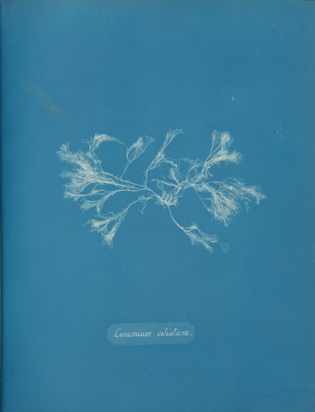 Ceramium ciliatum, ca. 1853.