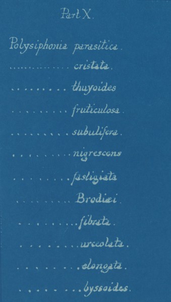 Part X, from Photographs of British Algae: Cyanotype Impressions, ca. 1853.ca. 1853.