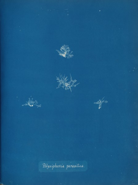 Polysiphonia parasitica, ca. 1853.