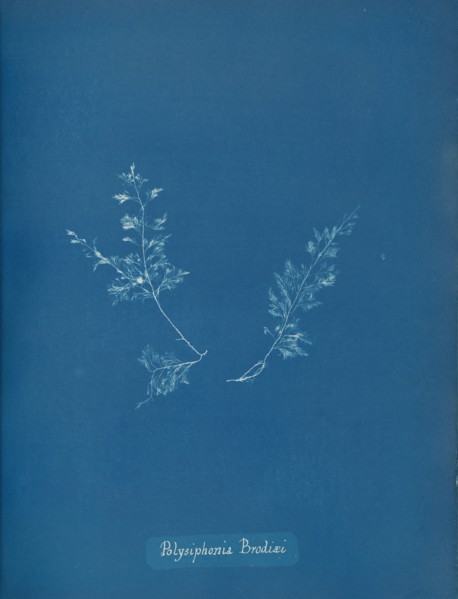 Polysiphonia Brodiæi, ca. 1853.