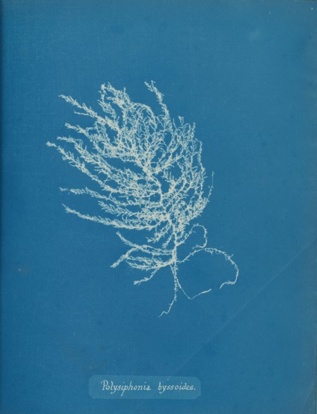 Polysiphonia byssoides, ca. 1853.
