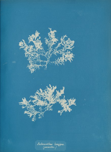 Achnanthes longipes. (parasitic.), ca. 1853.