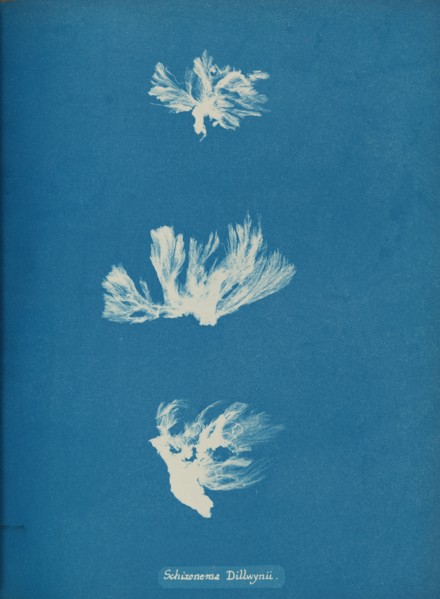 Schizonema Dillwynii, ca. 1853.