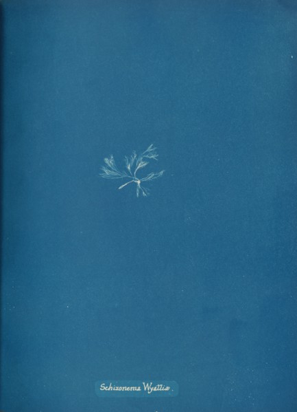 Schizonema Wyattiæ, ca. 1853.