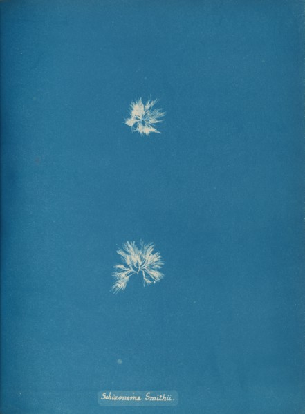 Schizonema Smithii, ca. 1853.