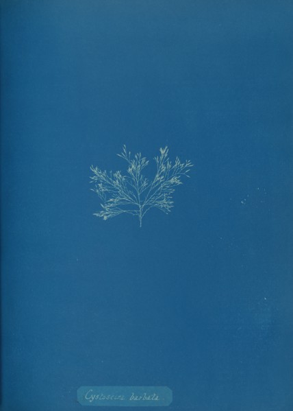 Cystoseira barbata, ca. 1853.