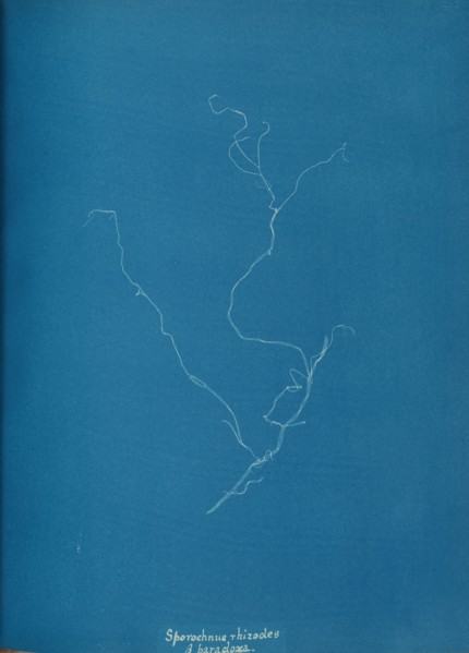 Sporochnius rhizodes ß paracloxa, ca. 1853.