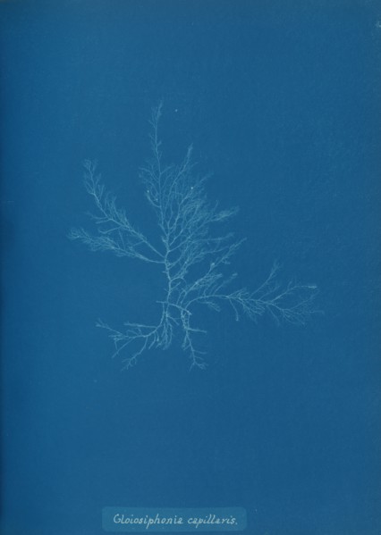 Gloisiphonia capillaris, ca. 1853.