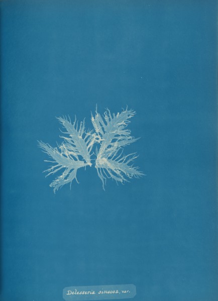 Delesseria sinvosa, var., ca. 1853.