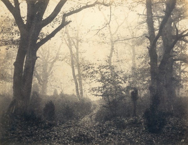 [Fontainebleau Forest], early 1860s.