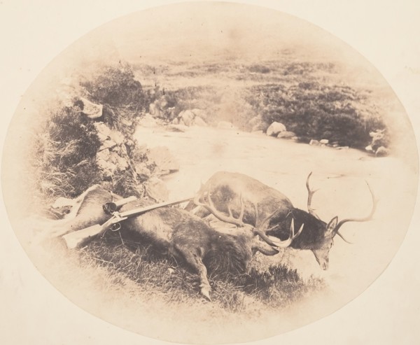Two Stags, One Shot by Mr. Ross and the Other by Mrs. Ross, ca. 1858.