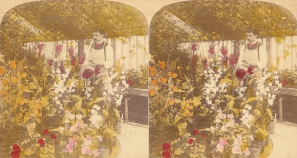 Pair of Stereograph Views of the Royal Botanic Gardens, Kew Gardens, London, England, 1850s-1910s.