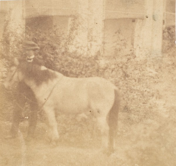 [Man and Horse, Government House, Allahabad], 1858.