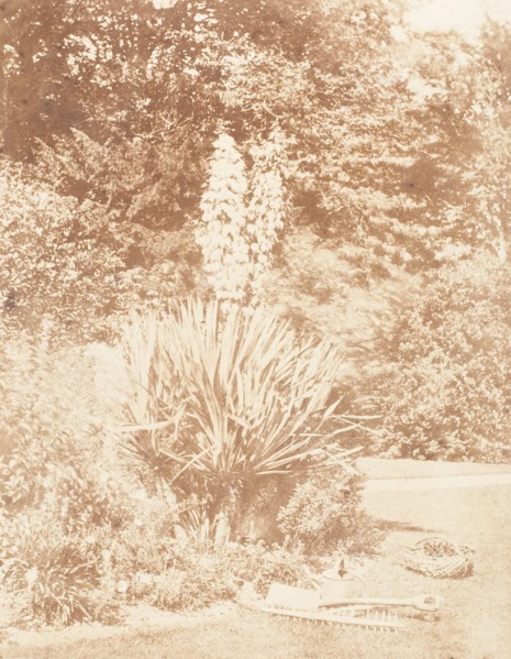 Yucca Gloriosa, 1853-56.