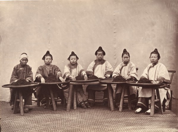 Culling Tea, ca. 1869.