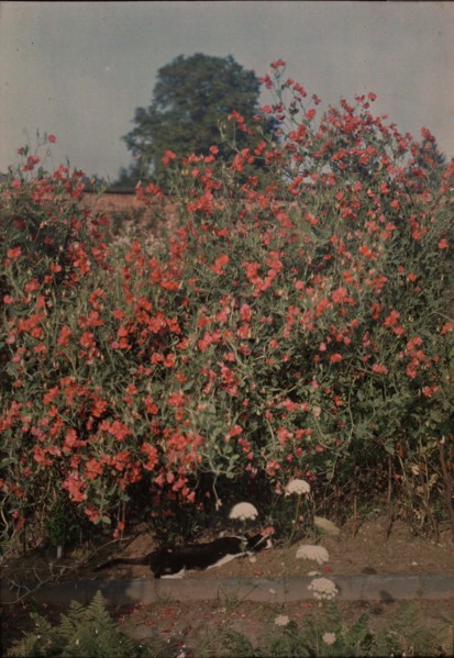 Cat and Sweetpeas, ca. 1907.