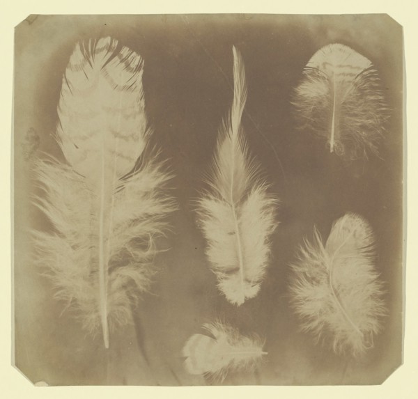Chicken Feathers, ca. 1840.