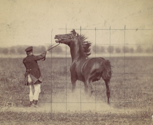 Horse, 1884.