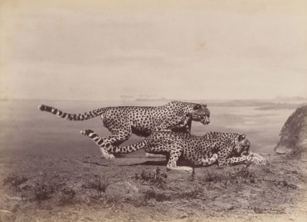 [Two Cheetahs], 1888.